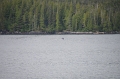 Inside Passage 'Prince Rupert - Port Hardy' 24_09_2011 (705)